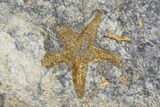 Two Ordovician Starfish (Petraster?) Fossils - Morocco #180859-1